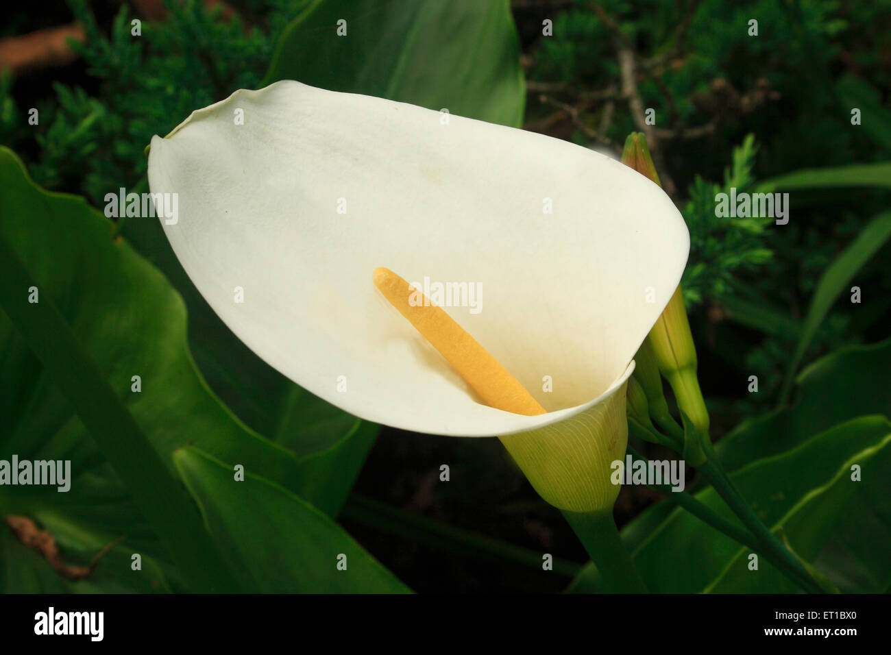 calla Lily, Arum Lily, Zantedeschia aethiopica, Stockfoto