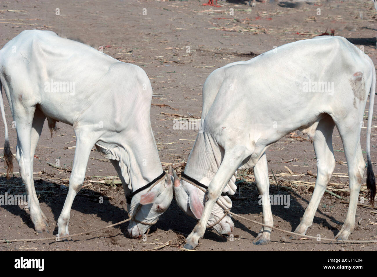 Kühe spärten; Sangli; Maharashtra; Indien Stockfoto