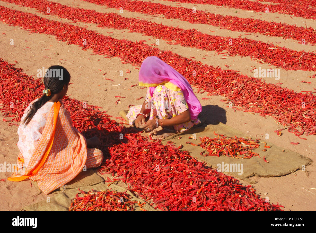 Mädchen und Frau Reinigung getrocknete rote Chilis; Mathania; Jodhpur; Rajasthan; Indien, Asien Stockfoto