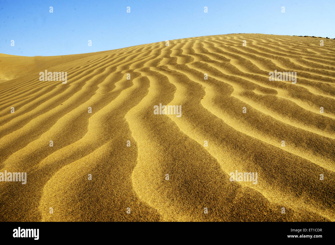 Sanddüne in Khuri in Jaisalmer, Rajasthan Indien Stockfoto