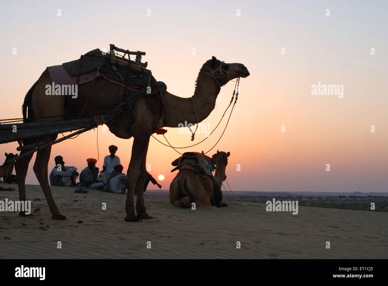 Männer mit Kamelen in Wüste ruhen; Khuri Khuhri; Jaisalmer; Rajasthan; Indien Stockfoto