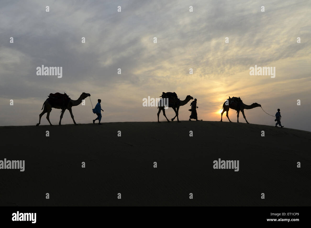 Kamele und Männer gehen auf Sand Düne Sonnenuntergang in Jaisalmer, Rajasthan Indien Stockfoto