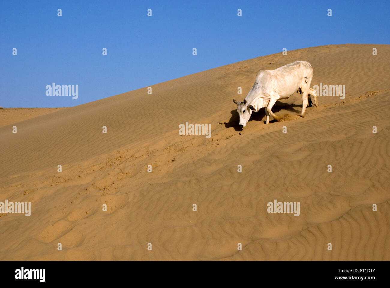 Kuh zu Fuß auf Sand Düne von Khuhri; Jaisalmer; Rajasthan; Indien Stockfoto
