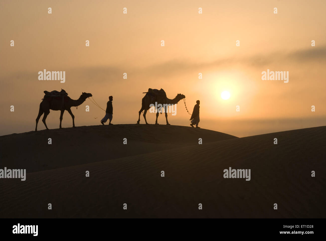 Mann mit Kamelen zu Fuß auf Sand Düne von Khuhri; Jaisalmer; Rajasthan; Indien Stockfoto