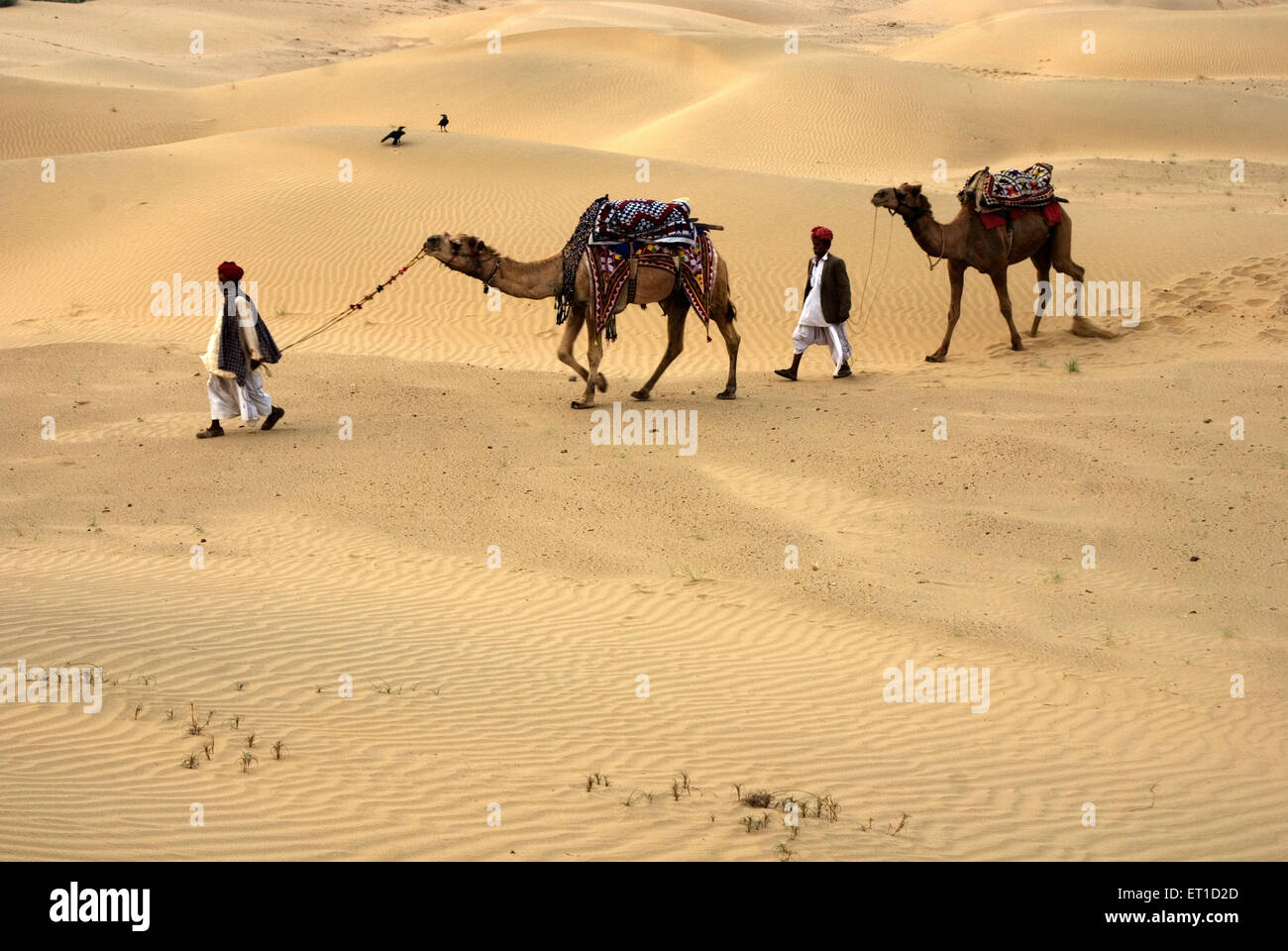Männer mit Kamelen, Wandern auf einsamen Khuhri; Jaisalmer; Rajasthan; Indien Stockfoto