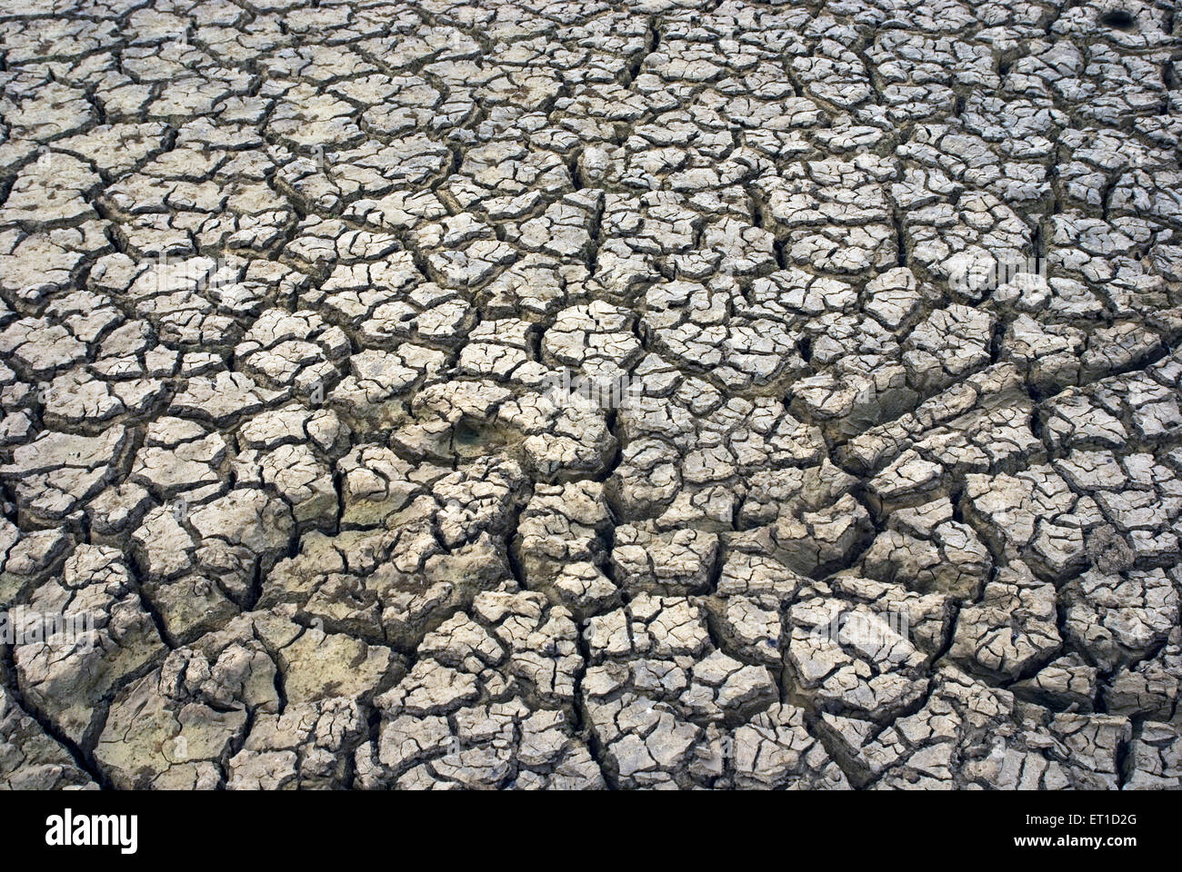 Muster von Rissen in getrockneten Boden eines Teiches während Dürre; Jaisalmer; Rajasthan; Indien Stockfoto