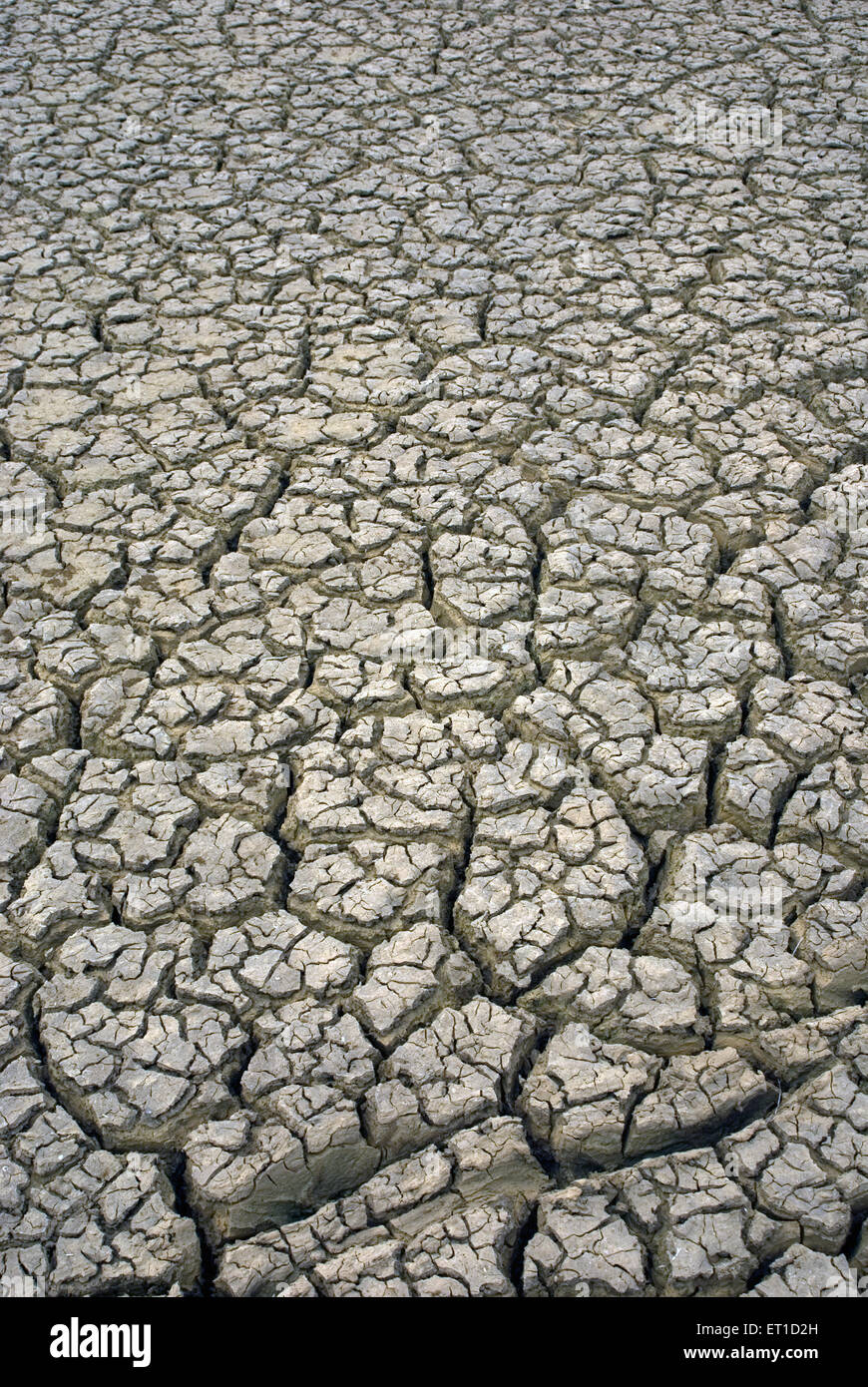 Muster von Rissen in getrockneten Boden eines Teiches während Dürre; Jaisalmer; Rajasthan; Indien Stockfoto