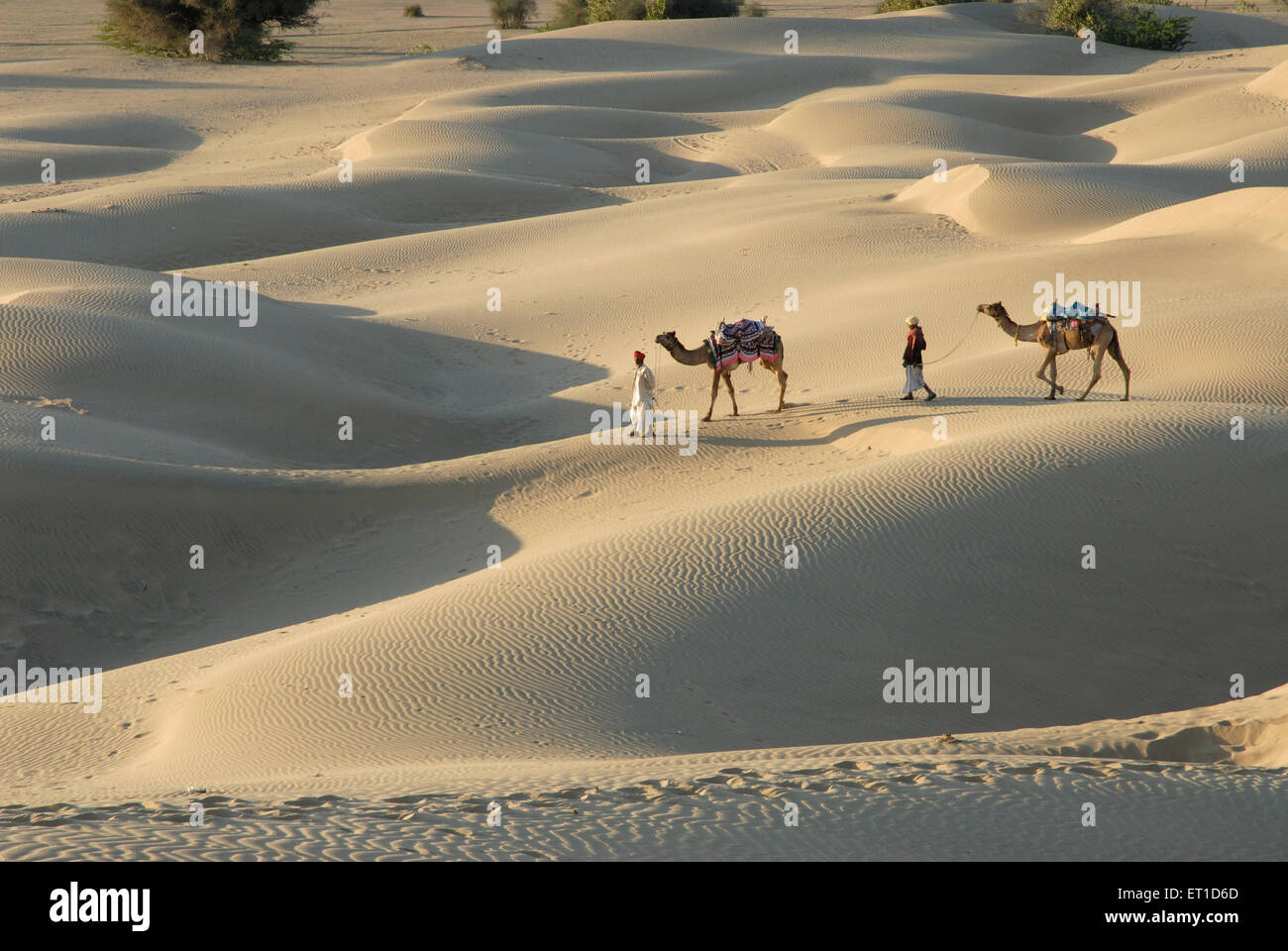 Kamele mit Männern in Wüste Sam Sanddünen; Jaisalmer; Rajasthan; Indien Stockfoto