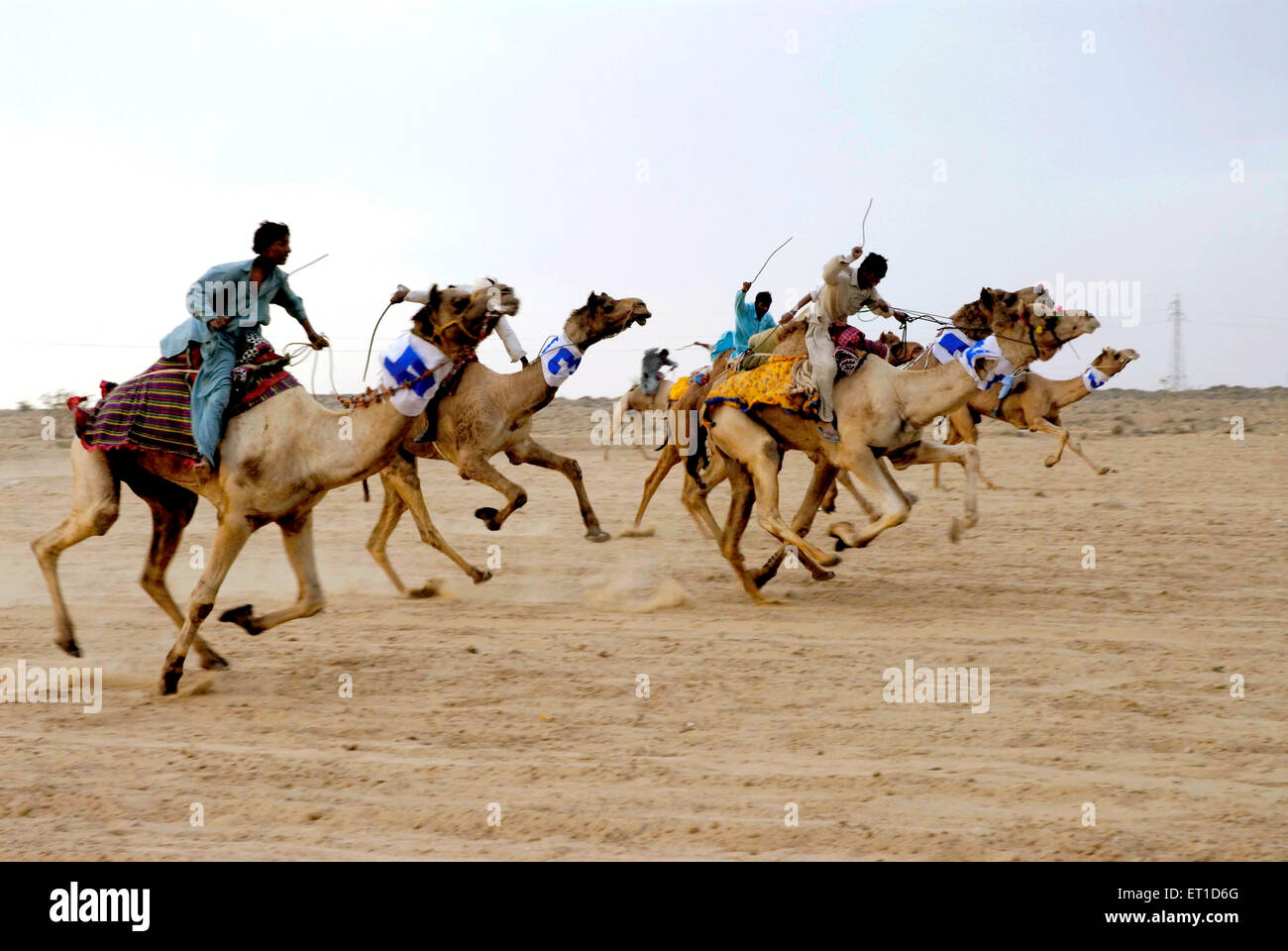 Kamelrennen; Dekansar Stadium; Desert Festival; Jaisalmer; Rajasthan; Indien; Asien; Asiatisch; Indisch Stockfoto