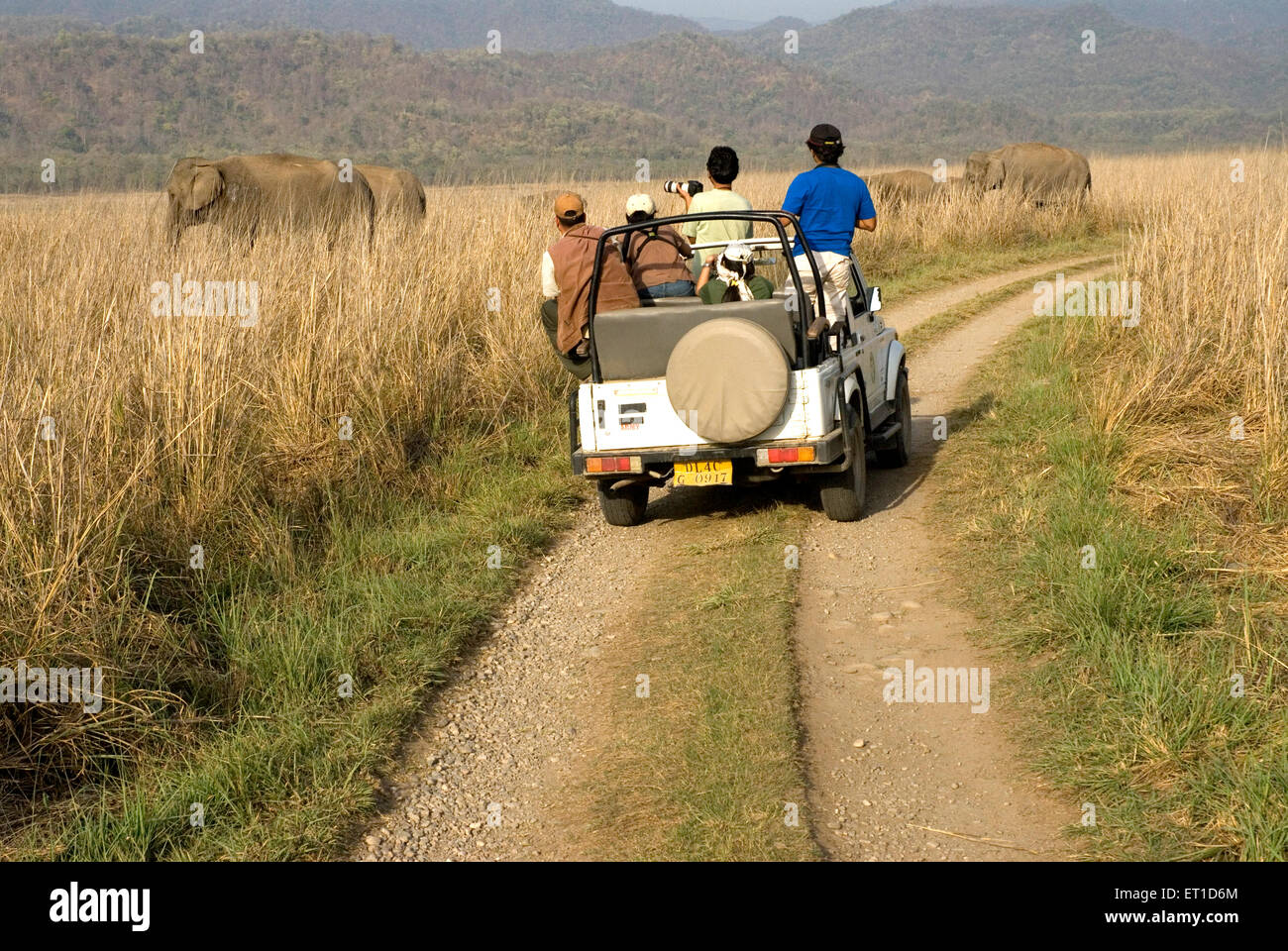 Touristen, die gerade wilder Elefanten aus offenen Jeep in Jim Corbett Wald Garhwal Uttaranchal Uttarakhand, Indien Stockfoto