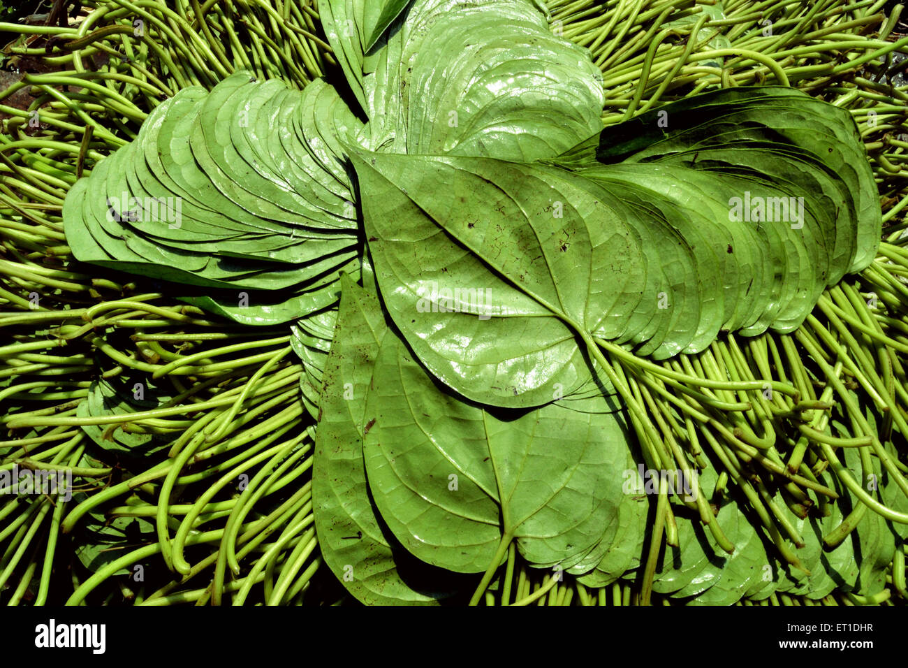 Bündel von Betelblatt in Blumenmarkt Kolkata West Bengal Indien Asien Stockfoto