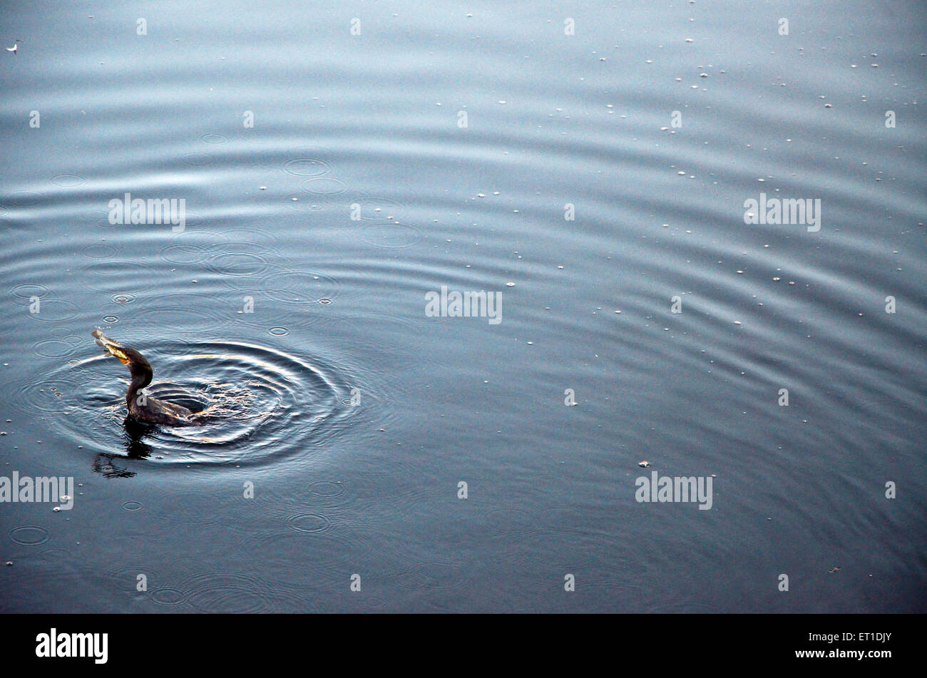 Kormoran mit Fisch im Schnabel in Teich Jodhpur Rajasthan Indien Asien Stockfoto