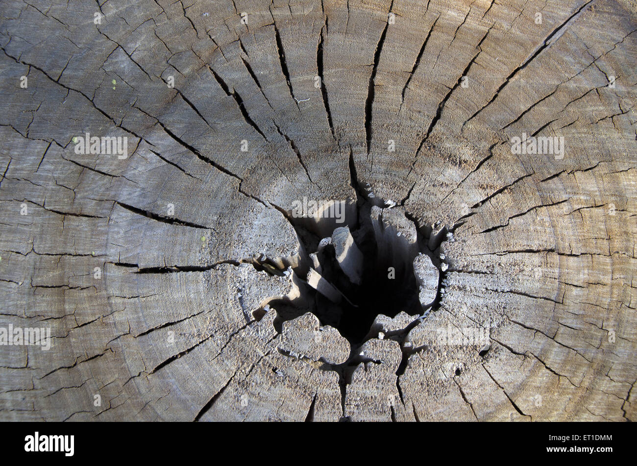 Risse im trockenen Baumstamm in Jaipur in Rajasthan, Indien Stockfoto