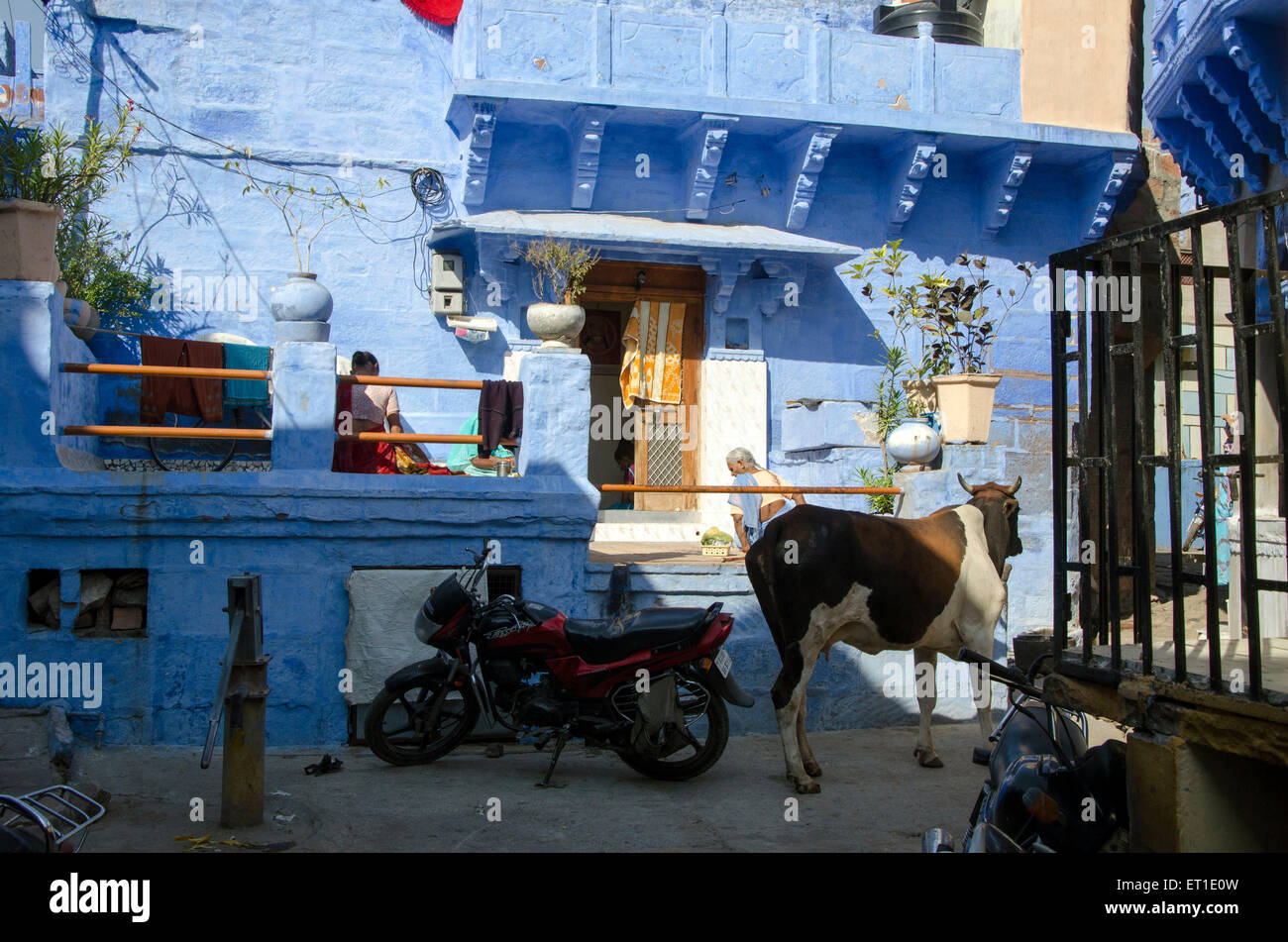 Kuh und Fahrrad vor Haus Jodhpur Rajasthan Indien Asien Stockfoto