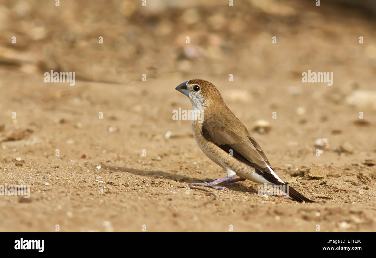 Indian Silverbill in Rajasthan Indien Stockfoto