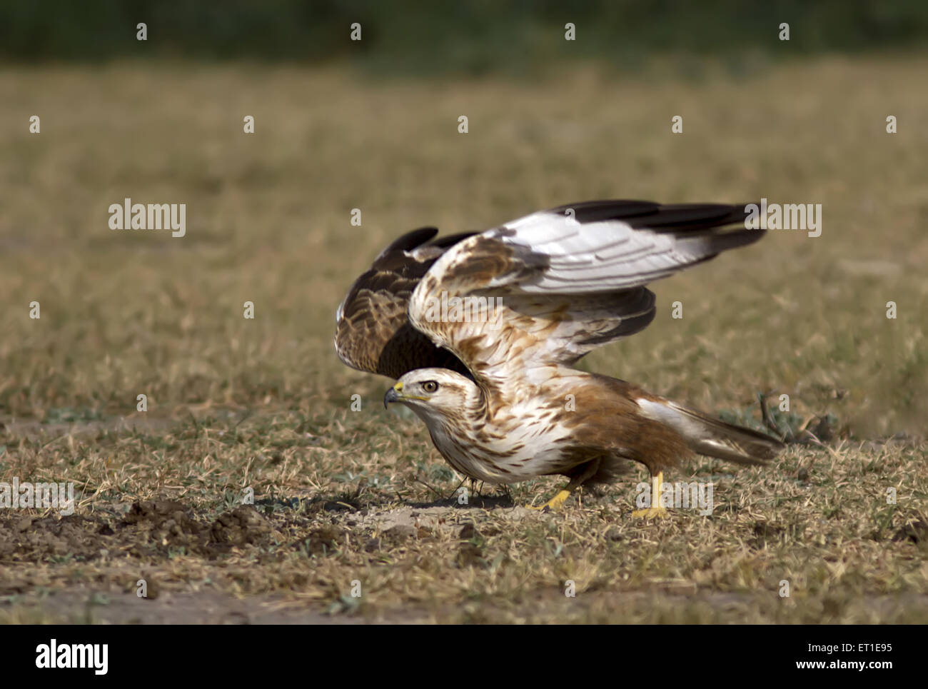Adler in Rajasthan Indien Stockfoto