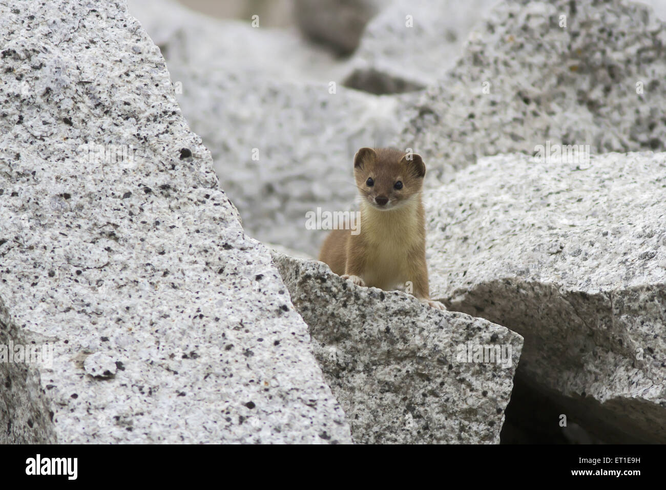 Wiesel im Sangla Tal am Himachel Pradesh, Indien Stockfoto