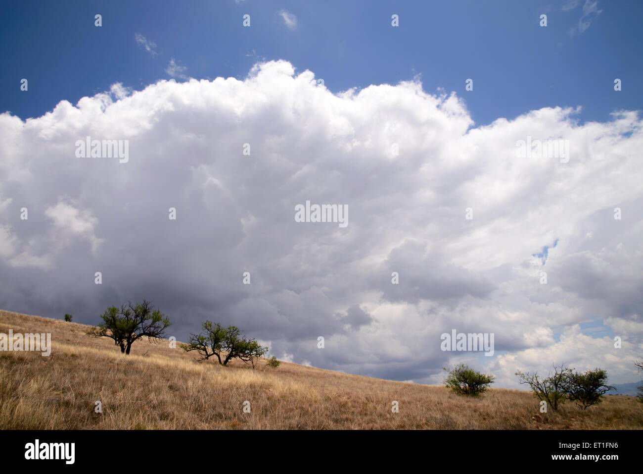 Wolken ziehen über die Wiesen in den Santa Rita Mountains, Coronado National Forest, nördlich von Sonoita, Arizona, USA. Stockfoto