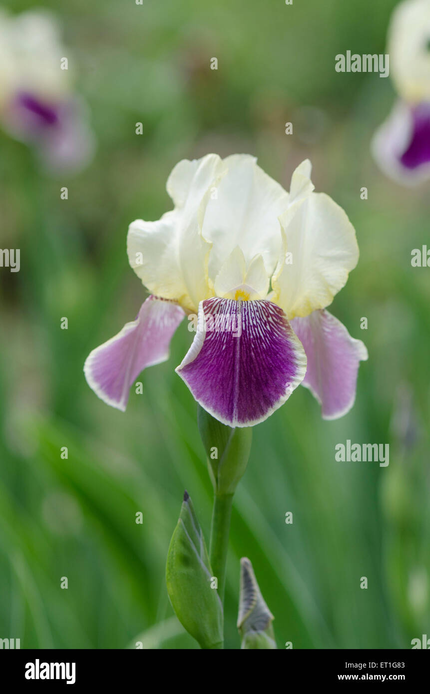Hoch bärtige Iris RHEIN-NIXE in Pennsylvania, USA. Stockfoto