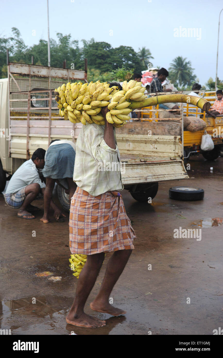 Mann trägt Bündel Bananen; Thanjavur; Tamil Nadu; Indien Stockfoto