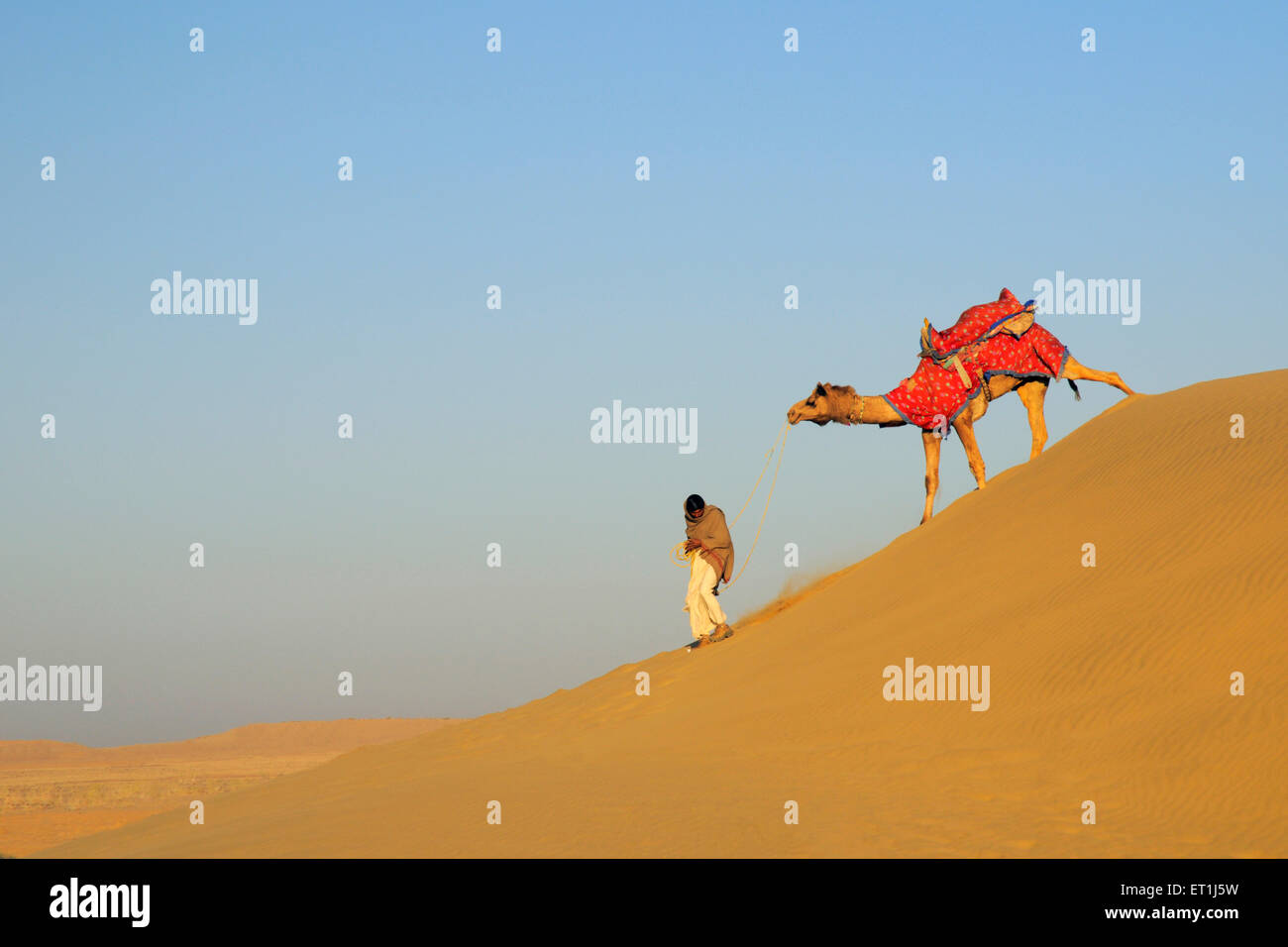 Kamel mit Besitzer hinunter Steigung der weiche Sand Dünen bei Sam; Sam; Jaisalmer; Rajasthan; Indien Stockfoto