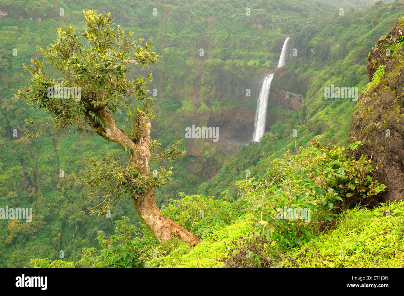 Lingmala Wasserfall im Monsun mit viel Grün, Mahabaleshwar, Maharashtra, Indien, Asien, Asiatisch, Indisch Stockfoto