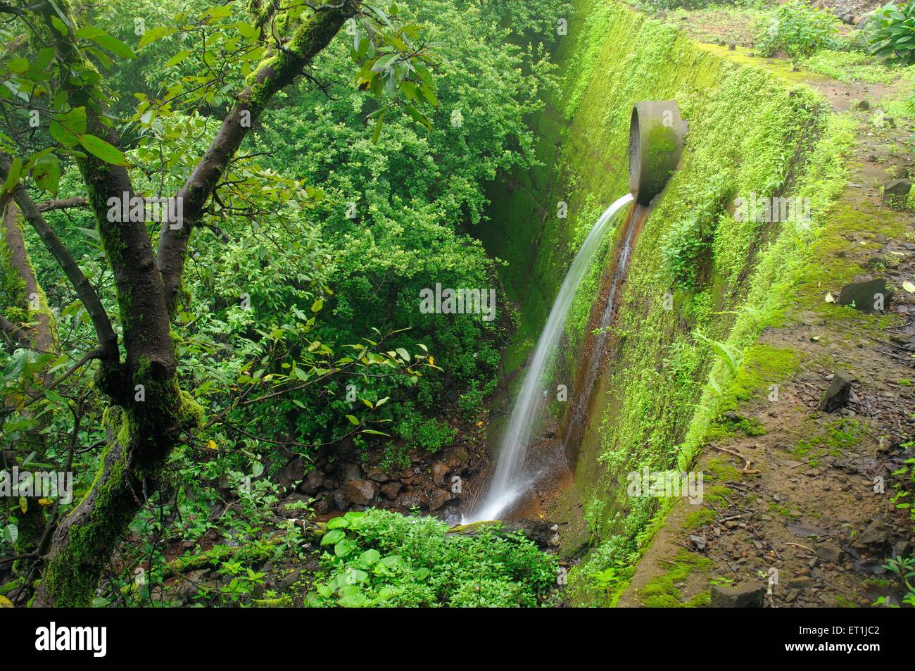 Rohr Wasserfall Monsun Grün, Mahabaleshwar, Maharashtra, Indien, Asien, Asiatisch, Indisch Stockfoto