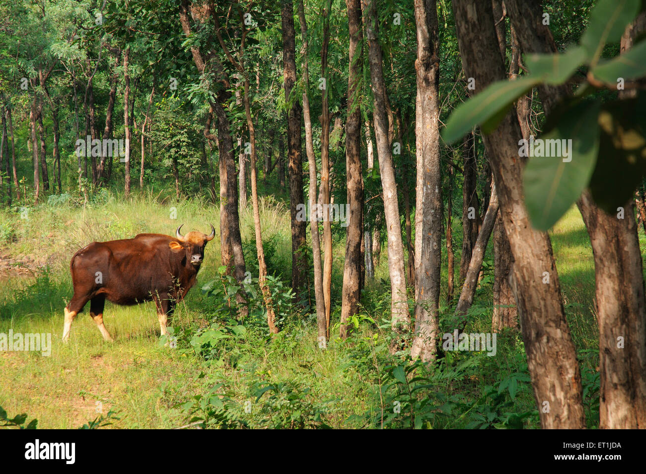 Gaur Horntiere Satpura Tiger reserve; Madhai Piparia Madhya Pradesh; Indien 5. Oktober 2008 Stockfoto