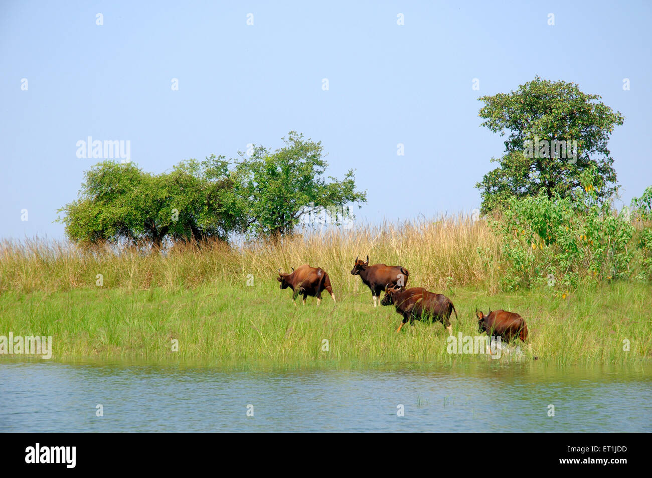 Gaurs Horntiere weglaufen am Ufer des Flusses Denwa Satpura Tiger Reserve; Madhai Piparia; Madhya Pradesh Stockfoto