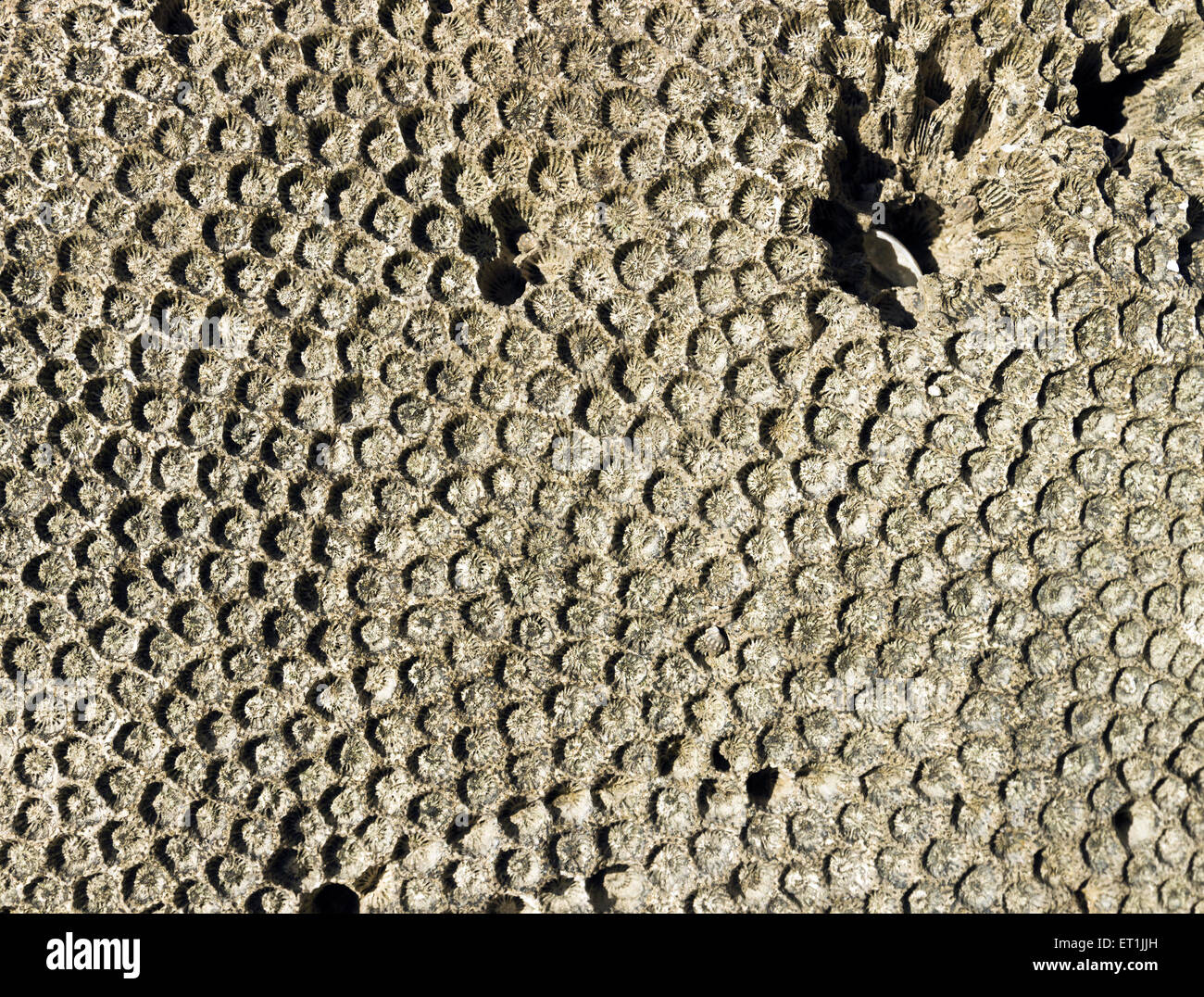 strukturierte Muster der natürlichen Ornament über alte Korallen Stein Stockfoto