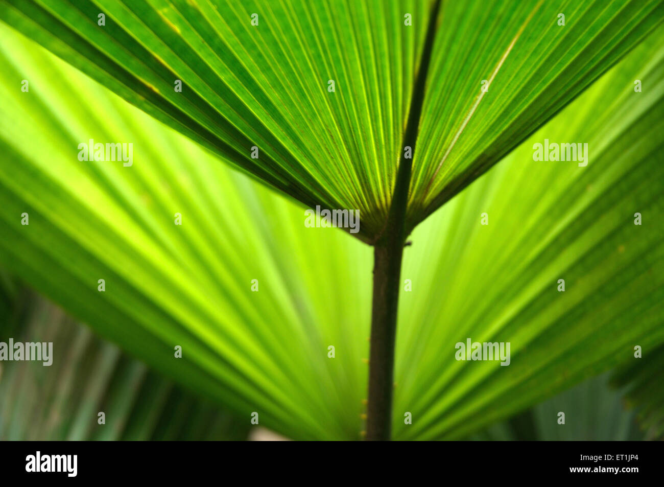 Palm Leaf closeup Stockfoto