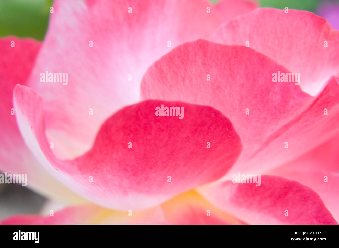 Die rosa Rosenblüten aus der Nähe Stockfoto