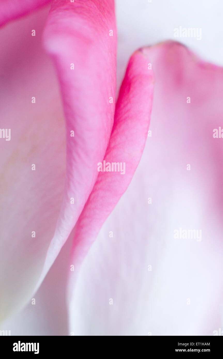 Rosa Rose Blume Blütenblatt abstrakten Hintergrund Stockfoto