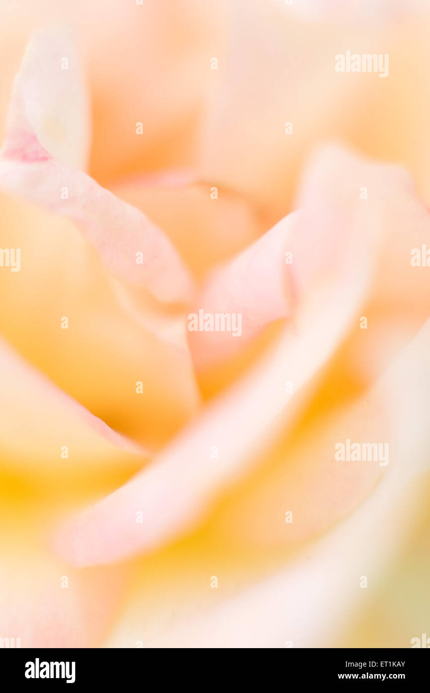 Gelbe Rose Blume abstrakten Hintergrund Stockfoto