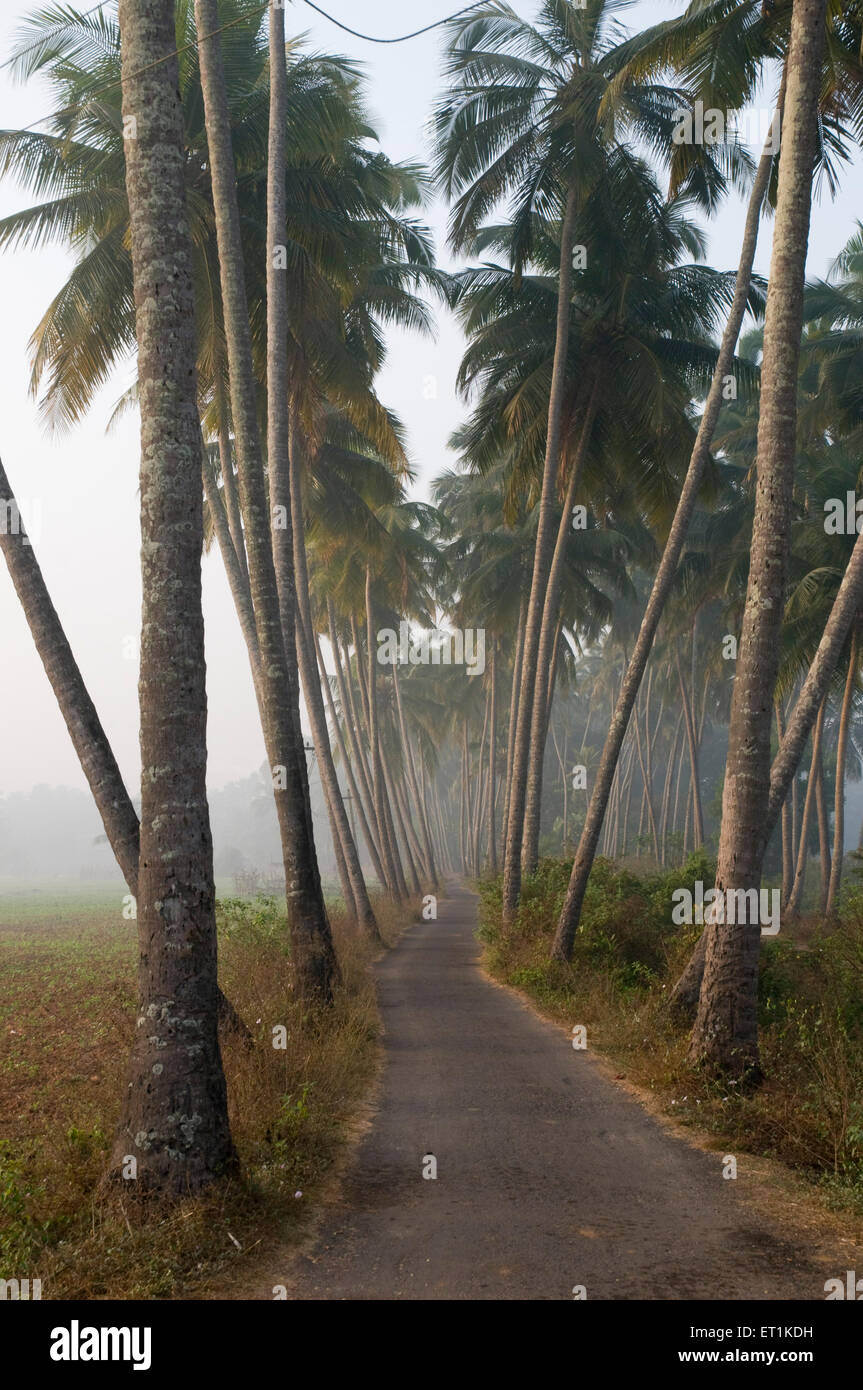Schmale Straße mit Palmen gesäumt Goa Maharashtra Indien Asien Stockfoto