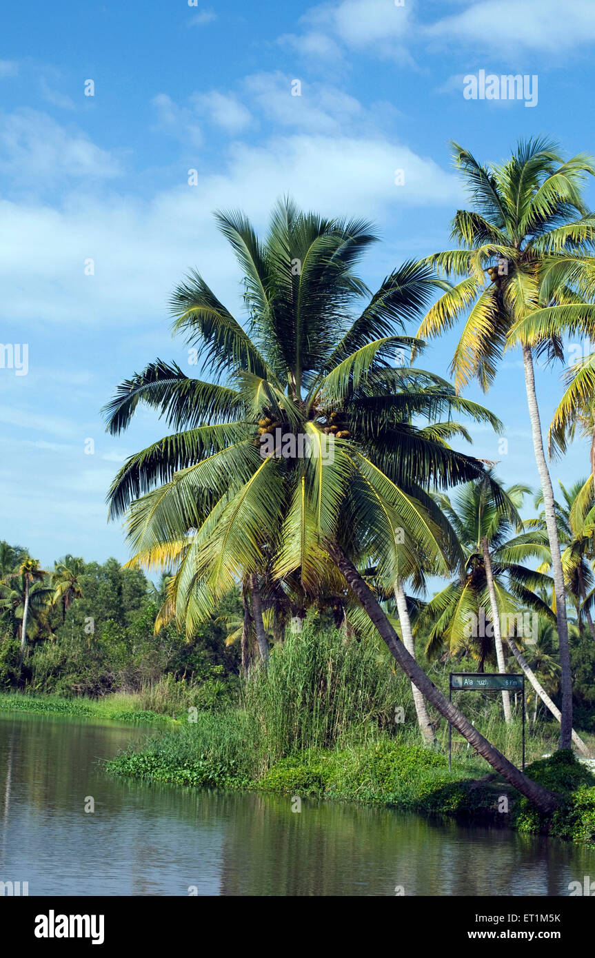 vertikale Landschaft auf den Backwaters mit Kokosnuss-Palmen am Rande des Wassers und mit weißen Wolken und blauer Himmel Stockfoto