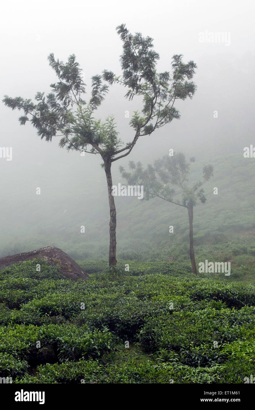 Teegarten im Nebel mit zwei kleinen zarten Bäumen, so dass die Landschaft Munnar Kerala Indien Asien Stockfoto