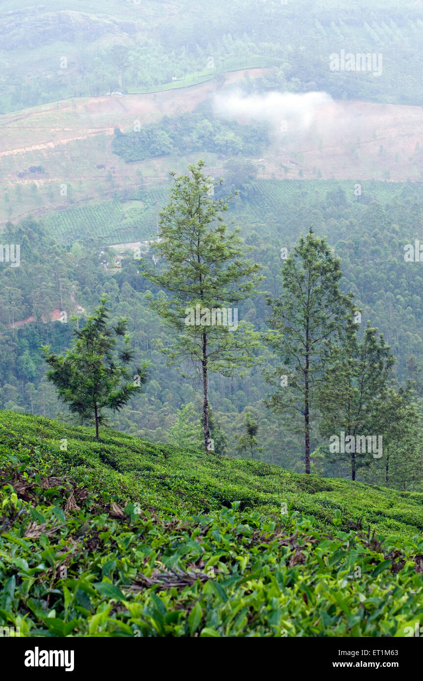 Landschaft mit Teeplantagen und Bäume Munnar Kerala Indien Asien Stockfoto