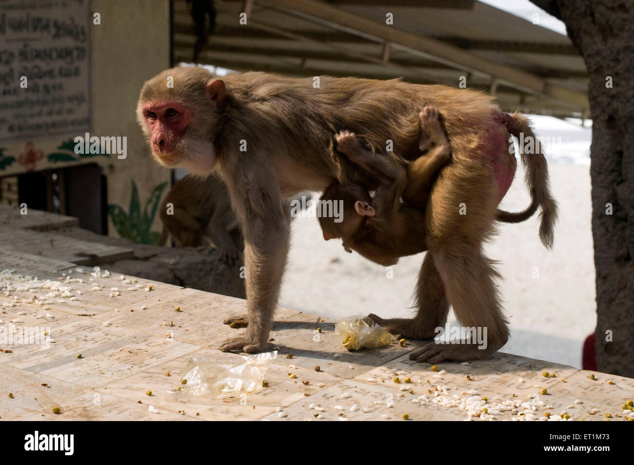 Affenbaby klammerte sich an seine Mutter unten in Mathura in Uttar Pradesh Indien Asien Stockfoto