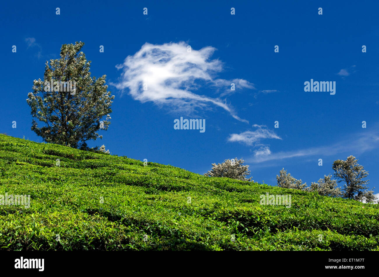 Eine Landschaft von Teeplantagen am Hang des Berges Munnar Kerala Indien Asien Stockfoto