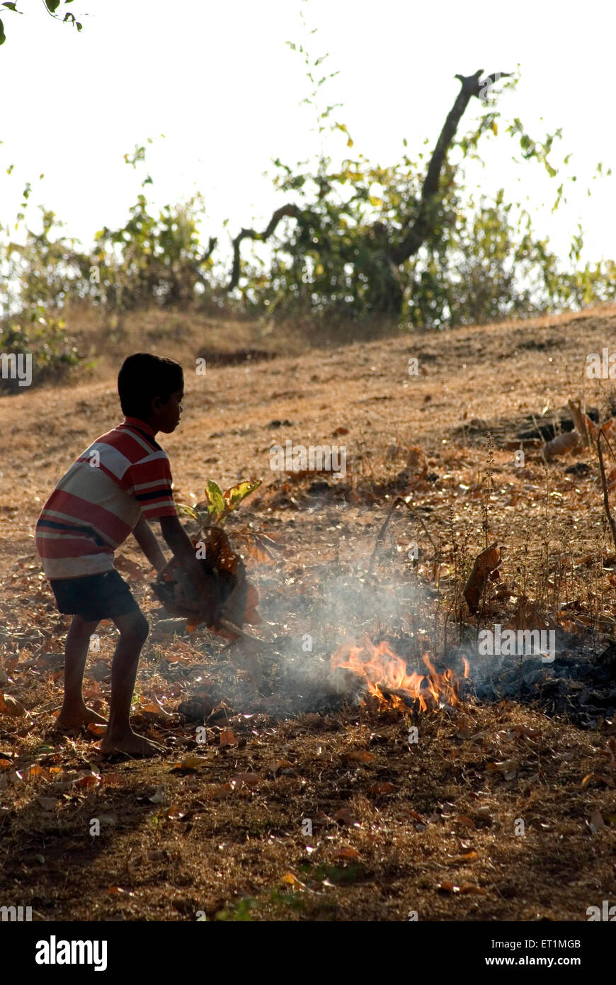 Junge brennende trockene Blätter; Anjarle Dorf; Bezirk Dapoli; Maharashtra; Indien Stockfoto