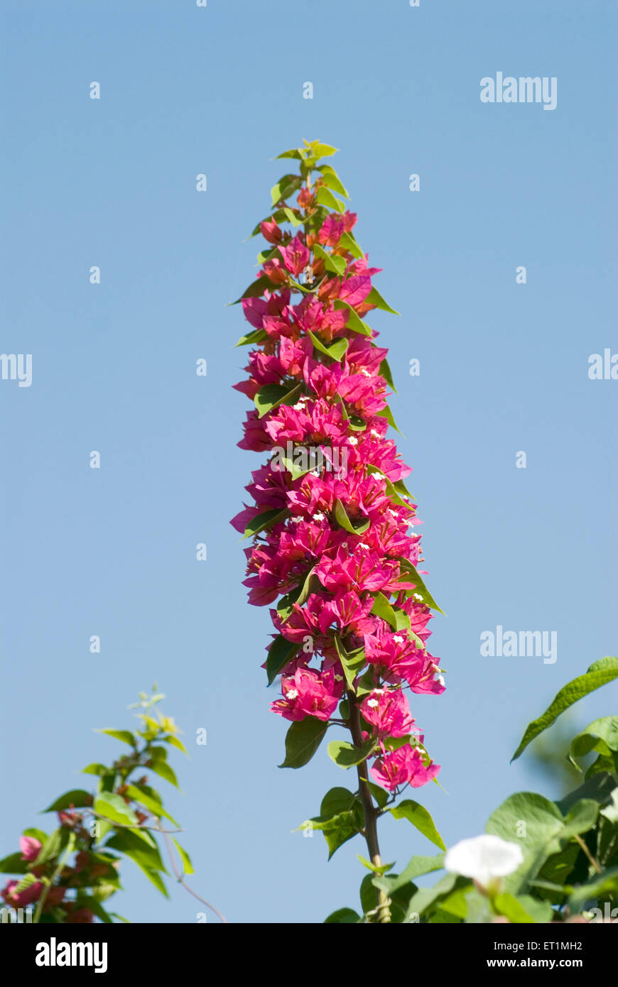 Bougainvillea rote Blüten Stockfoto