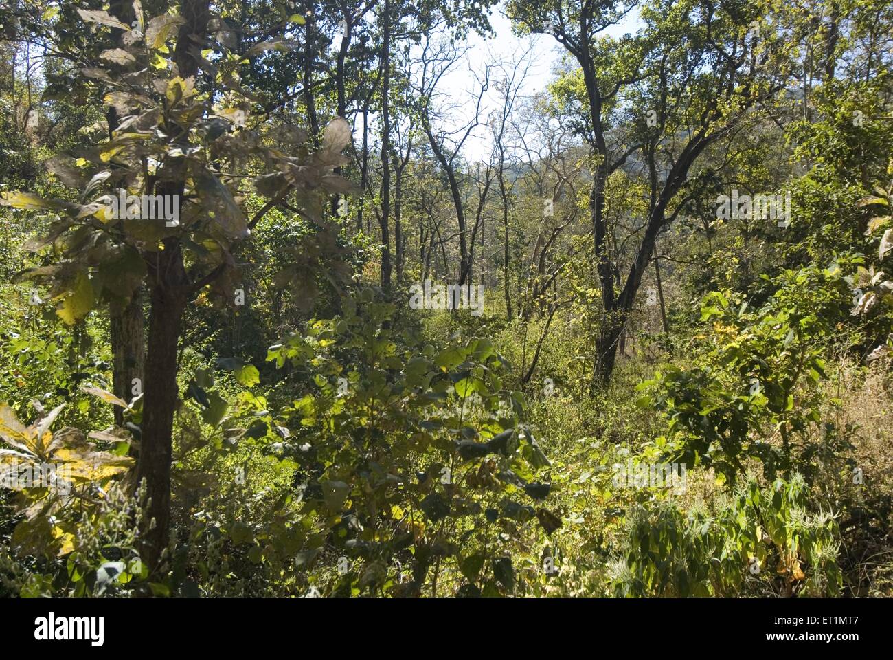 Melghat Wildlife Sanctuary, Chikhaldara, Hill Station, Satpura Range, Deccan Plateaus, Amravati, Maharashtra, Indien, Asien Stockfoto