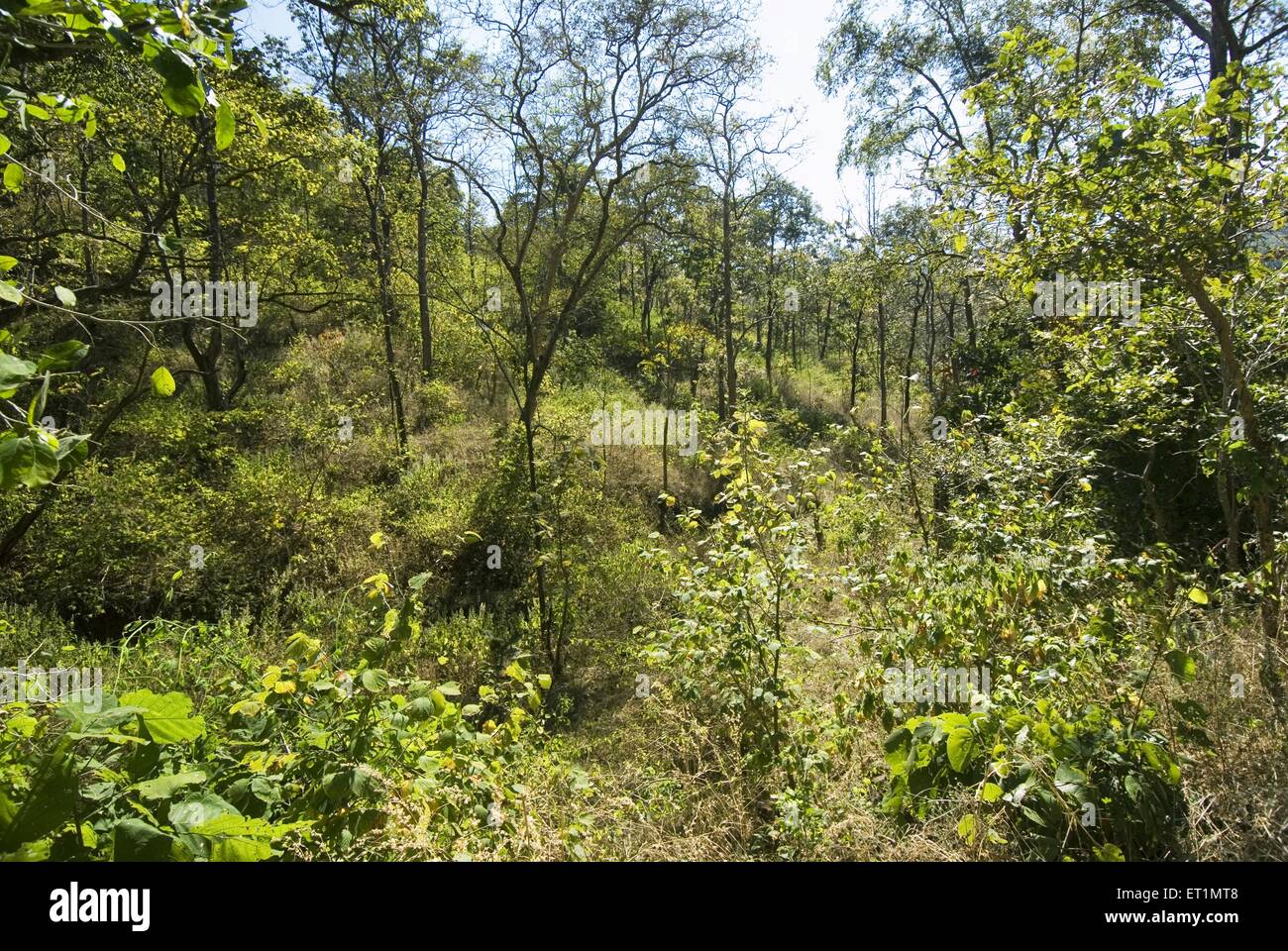 Melghat Wildlife Sanctuary, Chikhaldara, Hill Station, Satpura Range, Deccan Plateaus, Amravati, Maharashtra, Indien, Asien Stockfoto