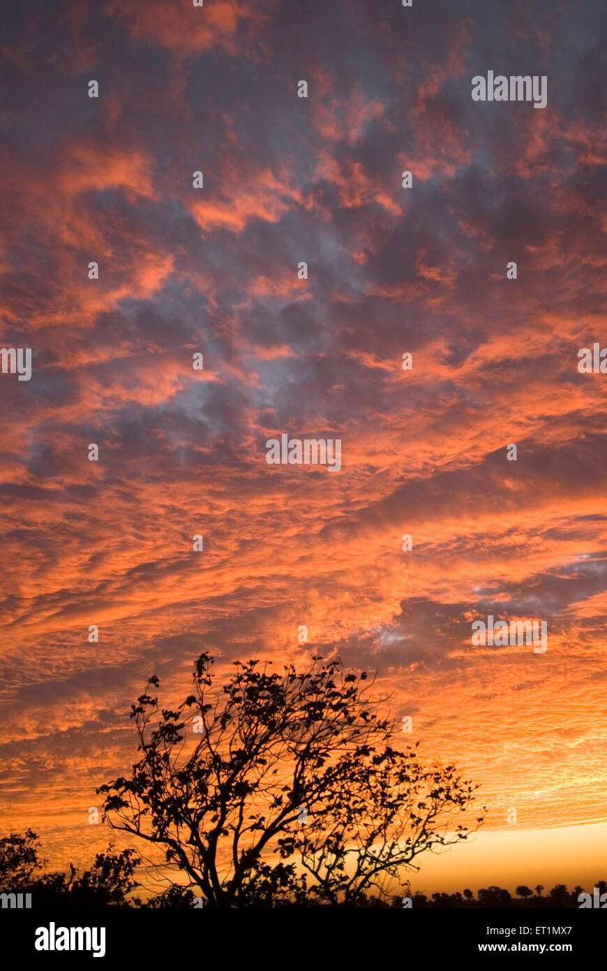 Baum Silhouette orange Himmel gelb Wolken Sonnenaufgang Morgendämmerung Morgen Stockfoto