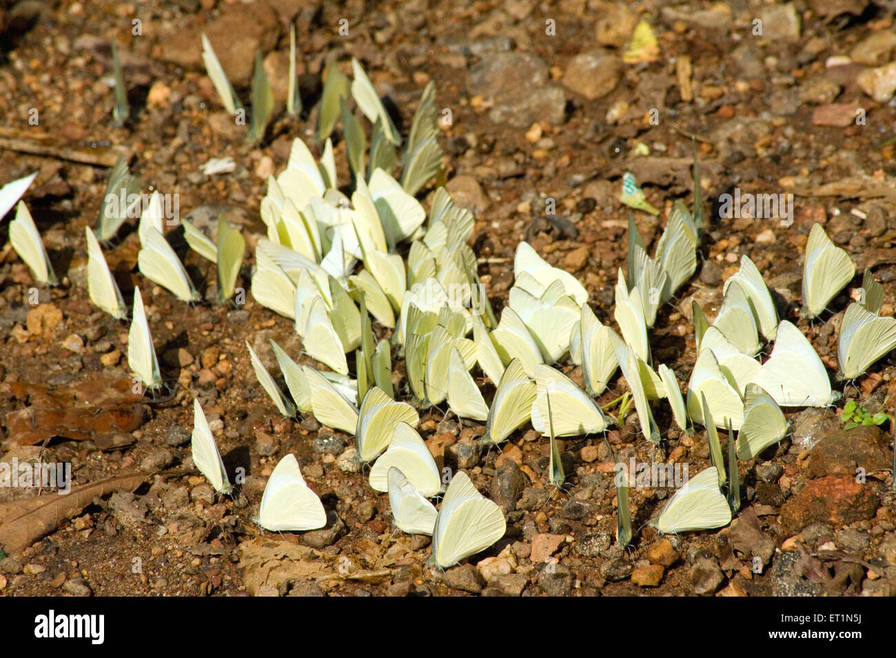 Limettengrün Schwefel Schmetterling Stockfoto