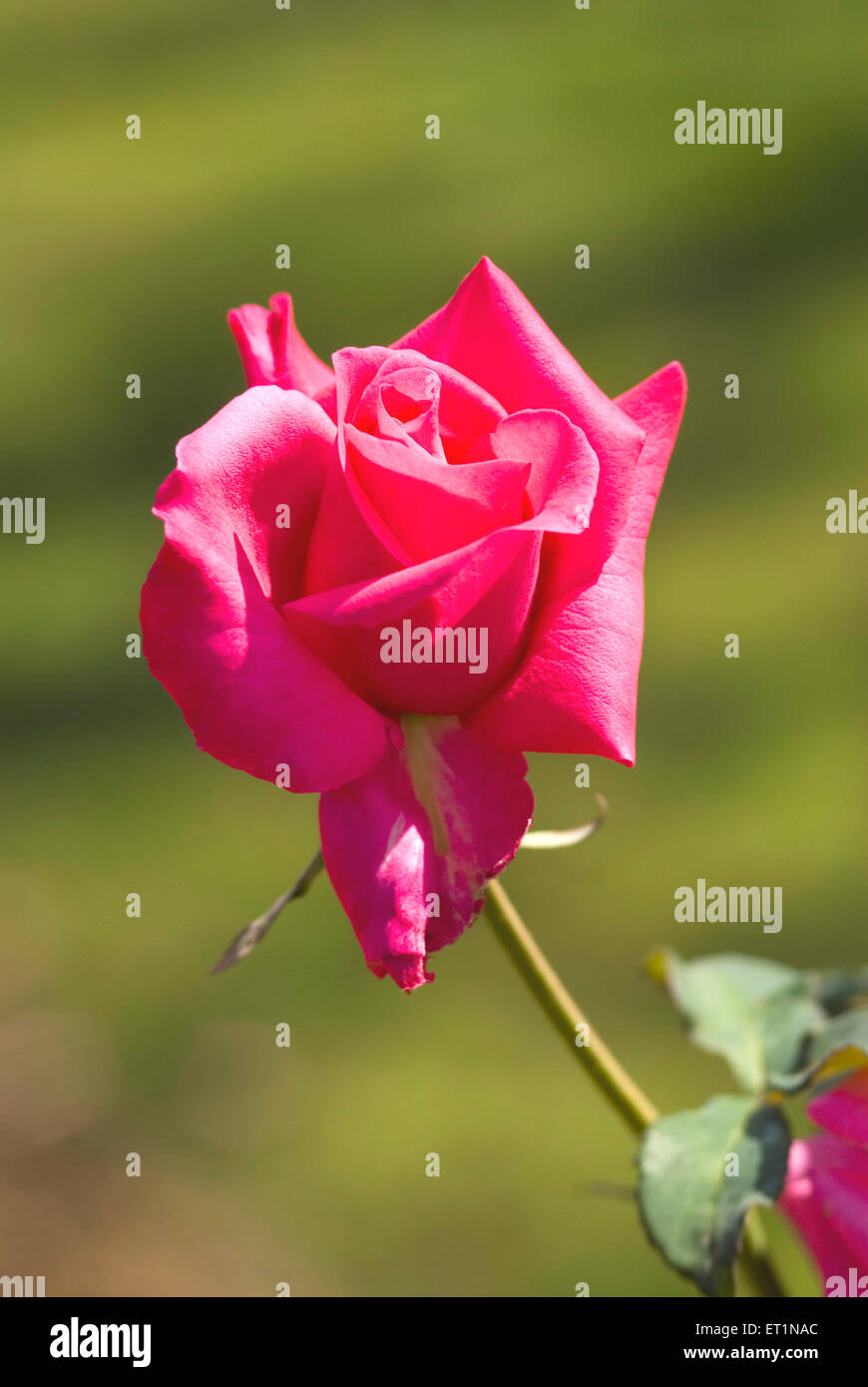 Rote rose Blume Stockfoto