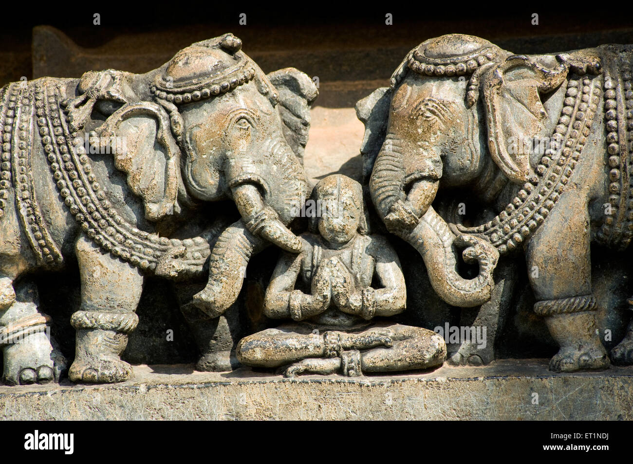 Statuen von Elefanten geschnitzt auf Hoysaleswara Tempel; Halebid Dorasamudra; Hassan; Karnataka; Indien Stockfoto