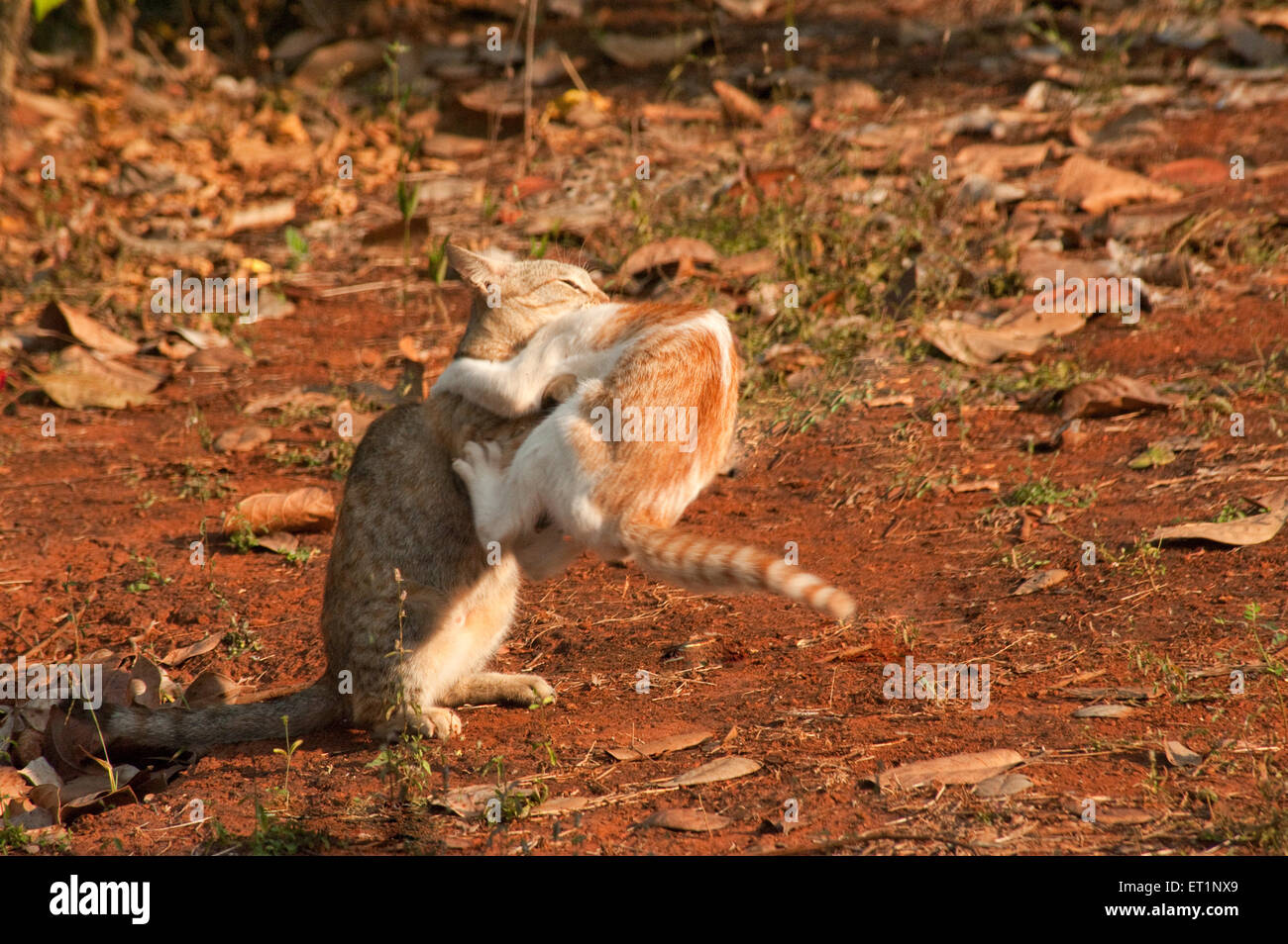 Katzen kämpfen, Felis catus, Hauskatzen Stockfoto