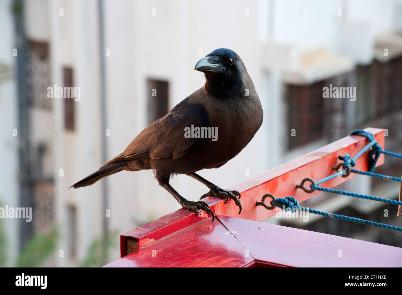 Eine schwarze Vogelkrähe, die auf einem Vorsprung sitzt Stockfoto